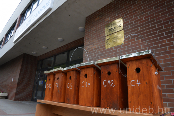 Madárodúkat, denevérházakat helyeztek ki a Debreceni Egyetem szolnoki campusán - Vimarsana News